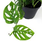 6" Swiss Cheese Plant Monstera Adansonii Live Plant Hanging Basket, Swiss Cheese Monstera Plant Live House Plants Indoors Live Plants Indoor Plants Live Houseplants Live Indoor by Plants for Pets