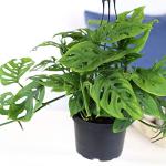 6" Swiss Cheese Plant Monstera Adansonii Live Plant Hanging Basket, Swiss Cheese Monstera Plant Live House Plants Indoors Live Plants Indoor Plants Live Houseplants Live Indoor by Plants for Pets