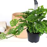 6" Swiss Cheese Plant Monstera Adansonii Live Plant Hanging Basket, Swiss Cheese Monstera Plant Live House Plants Indoors Live Plants Indoor Plants Live Houseplants Live Indoor by Plants for Pets