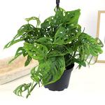 6" Swiss Cheese Plant Monstera Adansonii Live Plant Hanging Basket, Swiss Cheese Monstera Plant Live House Plants Indoors Live Plants Indoor Plants Live Houseplants Live Indoor by Plants for Pets