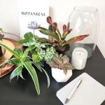 Easy to Grow Live Houseplants (6 Pack), Deluxe Collection of Assorted Air Purifying Indoor Plants, Peperomia, Spider Plants, No Duplicates, Pothos, Easy Plant Care, 2 in Pots, Begonia, Croton