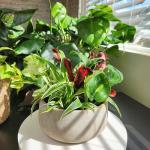 Easy to Grow Live Houseplants (6 Pack), Deluxe Collection of Assorted Air Purifying Indoor Plants, Peperomia, Spider Plants, No Duplicates, Pothos, Easy Plant Care, 2 in Pots, Begonia, Croton