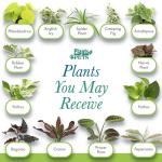 Easy to Grow Live Houseplants (6 Pack), Deluxe Collection of Assorted Air Purifying Indoor Plants, Peperomia, Spider Plants, No Duplicates, Pothos, Easy Plant Care, 2 in Pots, Begonia, Croton