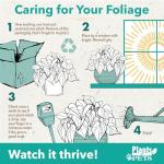 Easy to Grow Live Houseplants (6 Pack), Deluxe Collection of Assorted Air Purifying Indoor Plants, Peperomia, Spider Plants, No Duplicates, Pothos, Easy Plant Care, 2 in Pots, Begonia, Croton