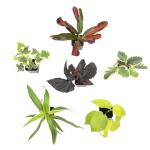 Easy to Grow Live Houseplants (6 Pack), Deluxe Collection of Assorted Air Purifying Indoor Plants, Peperomia, Spider Plants, No Duplicates, Pothos, Easy Plant Care, 2 in Pots, Begonia, Croton