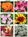 25 Heirloom Flower Seed Packets for Planting: 20+ Varieties Flower Seeds - Forget Me Not, Sunflower, Marigold, Zinnia Lilliput, Snapdragon, Hummingbird & Butterfly Wildflower Seeds and More