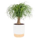 Costa Farms Ponytail Palm Live Plant in Decorative Pot, Easy to Maintain Indoor Houseplant, Perfect for Home, Room, or Office Decor, Great House Warming or Birthday Gift, 12-24 Inches Tall