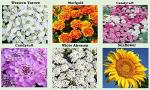 25 Heirloom Flower Seed Packets for Planting: 20+ Varieties Flower Seeds - Forget Me Not, Sunflower, Marigold, Zinnia Lilliput, Snapdragon, Hummingbird & Butterfly Wildflower Seeds and More