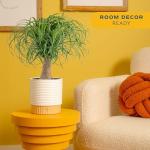 Costa Farms Ponytail Palm Live Plant in Decorative Pot, Easy to Maintain Indoor Houseplant, Perfect for Home, Room, or Office Decor, Great House Warming or Birthday Gift, 12-24 Inches Tall