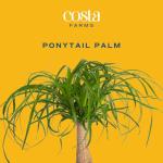 Costa Farms Ponytail Palm Live Plant in Decorative Pot, Easy to Maintain Indoor Houseplant, Perfect for Home, Room, or Office Decor, Great House Warming or Birthday Gift, 12-24 Inches Tall