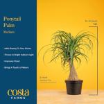 Costa Farms Ponytail Palm Live Plant in Decorative Pot, Easy to Maintain Indoor Houseplant, Perfect for Home, Room, or Office Decor, Great House Warming or Birthday Gift, 12-24 Inches Tall