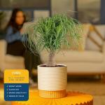 Costa Farms Ponytail Palm Live Plant in Decorative Pot, Easy to Maintain Indoor Houseplant, Perfect for Home, Room, or Office Decor, Great House Warming or Birthday Gift, 12-24 Inches Tall