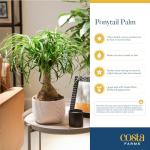 Costa Farms Ponytail Palm Live Plant in Decorative Pot, Easy to Maintain Indoor Houseplant, Perfect for Home, Room, or Office Decor, Great House Warming or Birthday Gift, 12-24 Inches Tall