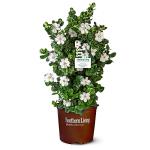 2 Gallon Southern Living Plant Collection Gardenia Diamond Spire Shrub