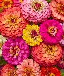 Cut and Come Again Zinnia Seeds - 175 Count