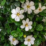 2 Gallon Southern Living Plant Collection Gardenia Diamond Spire Shrub