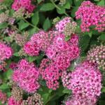 Proven Winners Double Play Princess Spirea (Spiraea Japonica) Live Plant, 4.5" Qt