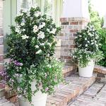 2 Gallon Southern Living Plant Collection Gardenia Diamond Spire Shrub