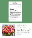 Cut and Come Again Zinnia Seeds - 175 Count