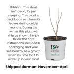 Proven Winners Double Play Princess Spirea (Spiraea Japonica) Live Plant, 4.5" Qt