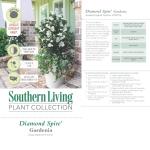 2 Gallon Southern Living Plant Collection Gardenia Diamond Spire Shrub