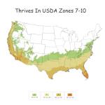 2 Gallon Southern Living Plant Collection Gardenia Diamond Spire Shrub