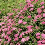 Proven Winners Double Play Princess Spirea (Spiraea Japonica) Live Plant, 4.5" Qt
