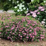 Proven Winners Double Play Princess Spirea (Spiraea Japonica) Live Plant, 4.5" Qt