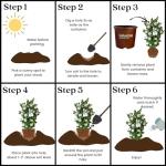 2 Gallon Southern Living Plant Collection Gardenia Diamond Spire Shrub