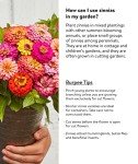 Cut and Come Again Zinnia Seeds - 175 Count
