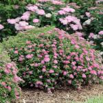 Proven Winners Double Play Princess Spirea (Spiraea Japonica) Live Plant, 4.5" Qt