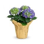Live Flowering Hydrangea - Shades of Blue, 3+ Beautiful Blooms, 1.5 Qt Pot with Deco Cover, 12" Tall by 8" Wide
