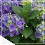 Live Flowering Hydrangea - Shades of Blue, 3+ Beautiful Blooms, 1.5 Qt Pot with Deco Cover, 12" Tall by 8" Wide