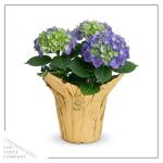 Live Flowering Hydrangea - Shades of Blue, 3+ Beautiful Blooms, 1.5 Qt Pot with Deco Cover, 12" Tall by 8" Wide