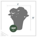 Live Flowering Hydrangea - Shades of Blue, 3+ Beautiful Blooms, 1.5 Qt Pot with Deco Cover, 12" Tall by 8" Wide