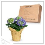 Live Flowering Hydrangea - Shades of Blue, 3+ Beautiful Blooms, 1.5 Qt Pot with Deco Cover, 12" Tall by 8" Wide