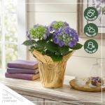 Live Flowering Hydrangea - Shades of Blue, 3+ Beautiful Blooms, 1.5 Qt Pot with Deco Cover, 12" Tall by 8" Wide