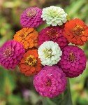 Cut and Come Again Zinnia Seeds - 175 Count