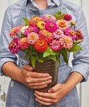 Cut and Come Again Zinnia Seeds - 175 Count