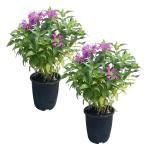Live Flowering Bee Balm - Balmy Purple (2 Plants Per Pack), Pollinator - Attracts Butterflies, 10" Tall by 4" Wide in 1 Qt Pot