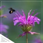 Live Flowering Bee Balm - Balmy Purple (2 Plants Per Pack), Pollinator - Attracts Butterflies, 10" Tall by 4" Wide in 1 Qt Pot