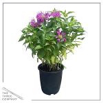Live Flowering Bee Balm - Balmy Purple (2 Plants Per Pack), Pollinator - Attracts Butterflies, 10" Tall by 4" Wide in 1 Qt Pot