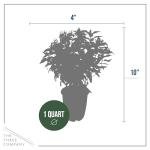 Live Flowering Bee Balm - Balmy Purple (2 Plants Per Pack), Pollinator - Attracts Butterflies, 10" Tall by 4" Wide in 1 Qt Pot