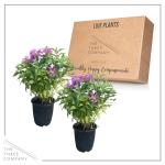 Live Flowering Bee Balm - Balmy Purple (2 Plants Per Pack), Pollinator - Attracts Butterflies, 10" Tall by 4" Wide in 1 Qt Pot