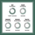 Kentucky 31 Tall Fescue Grass Seed 3 lbs