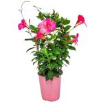 Pretty Pink Live Dipladenia Plant - Live Flowering Plant - Trellis - 18" Hoop, 18" to 20" Overall Height - 1 Gallon Planter - Tropical Plants of Florida (Plant Only)