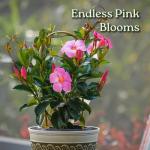 Pretty Pink Live Dipladenia Plant - Live Flowering Plant - Trellis - 18" Hoop, 18" to 20" Overall Height - 1 Gallon Planter - Tropical Plants of Florida (Plant Only)