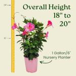Pretty Pink Live Dipladenia Plant - Live Flowering Plant - Trellis - 18" Hoop, 18" to 20" Overall Height - 1 Gallon Planter - Tropical Plants of Florida (Plant Only)