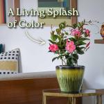 Pretty Pink Live Dipladenia Plant - Live Flowering Plant - Trellis - 18" Hoop, 18" to 20" Overall Height - 1 Gallon Planter - Tropical Plants of Florida (Plant Only)