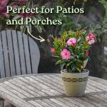 Pretty Pink Live Dipladenia Plant - Live Flowering Plant - Trellis - 18" Hoop, 18" to 20" Overall Height - 1 Gallon Planter - Tropical Plants of Florida (Plant Only)